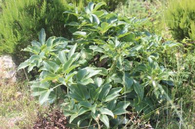 Ellébore de Corse Helleborus argutifolius Viv., 1824