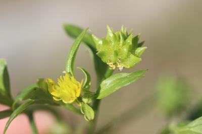 Renoncule à petites pointes, Pied-de-coq Ranunculus muricatus L., 1753
