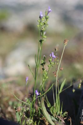 Linaire de Pélissier Linaria pelisseriana (L.) Mill., 1768
