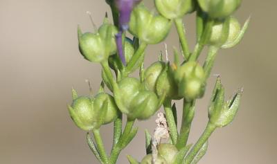 Linaire de Pélissier Linaria pelisseriana (L.) Mill., 1768