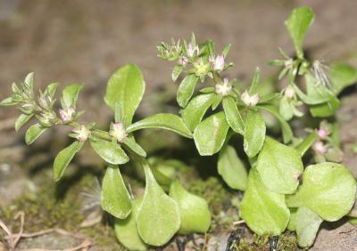 Orpin pourpre Phedimus stellatus (L.) Raf., 1817