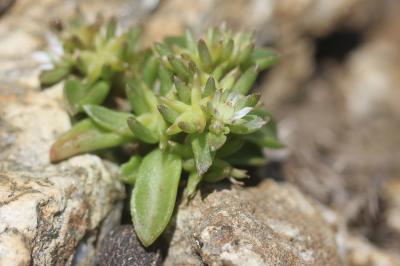 Orpin pourpre Phedimus stellatus (L.) Raf., 1817