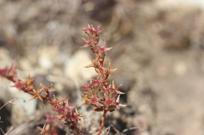 Orpin pourpre Phedimus stellatus (L.) Raf., 1817