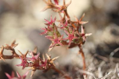 Orpin pourpre Phedimus stellatus (L.) Raf., 1817