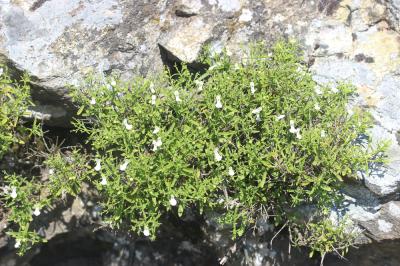 Épiaire poisseuse Stachys glutinosa L., 1753