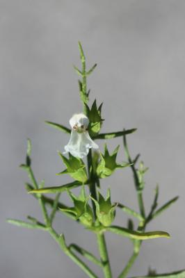 Épiaire poisseuse Stachys glutinosa L., 1753