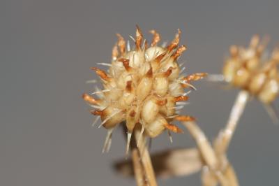 Trèfle raide Trifolium strictum L., 1755