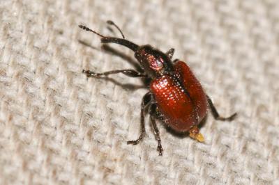 Rhynchite rouge du pommier Tatianaerhynchites aequatus (Linnaeus, 1767)