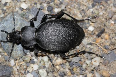Carabe chagriné Carabus coriaceus Linnaeus, 1758