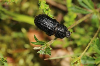 Sinodendre cylindrique Sinodendron cylindricum (Linnaeus, 1758)