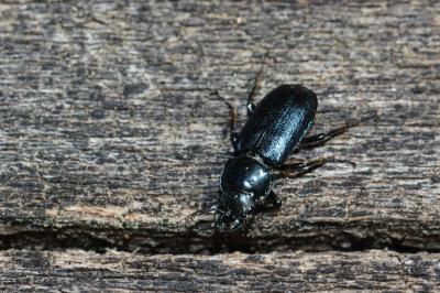 Chevrette bleue Platycerus caraboides (Linnaeus, 1758)