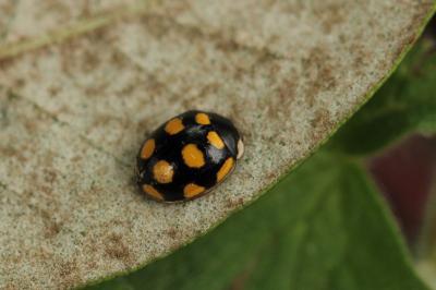  Oenopia lyncea (Olivier, 1808)