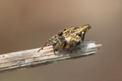 Épeire conique Cyclosa conica (Pallas, 1772)