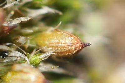  Orthotrichum diaphanum Schrad. ex Brid., 1801