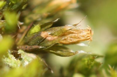  Orthotrichum diaphanum Schrad. ex Brid., 1801