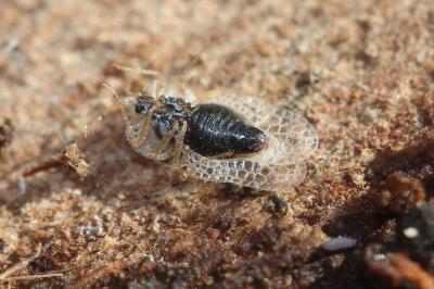 Tigre du platane Corythucha ciliata (Say, 1832)