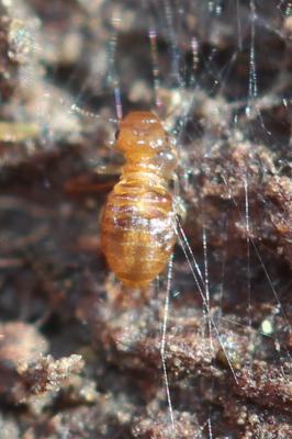  Trogidae MacLeay, 1819