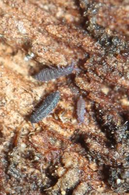  Ceratophysella Börner, 1932