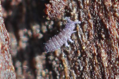  Ceratophysella Börner, 1932