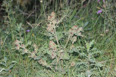 Bardane des bois Arctium nemorosum Lej., 1833