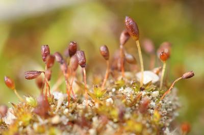  Microbryum davallianum (Sm.) R.H.Zander, 1993