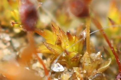  Microbryum davallianum (Sm.) R.H.Zander, 1993