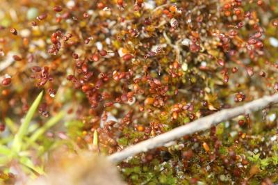  Microbryum davallianum (Sm.) R.H.Zander, 1993