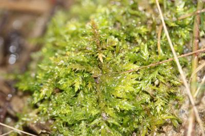  Calliergonella cuspidata (Hedw.) Loeske, 1911