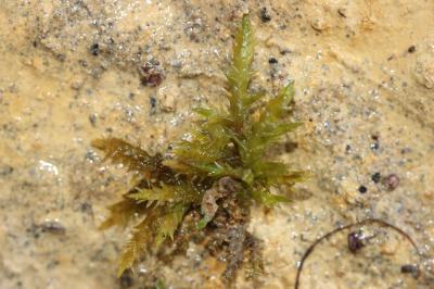  Calliergonella cuspidata (Hedw.) Loeske, 1911
