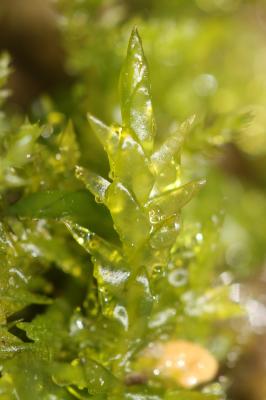  Calliergonella cuspidata (Hedw.) Loeske, 1911