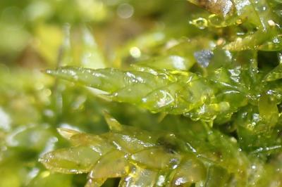  Calliergonella cuspidata (Hedw.) Loeske, 1911