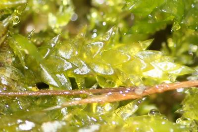  Calliergonella cuspidata (Hedw.) Loeske, 1911
