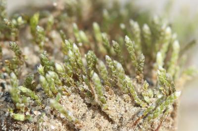  Bryum argenteum Hedw., 1801