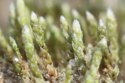  Bryum argenteum Hedw., 1801