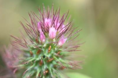 Trèfle de Ligurie Trifolium ligusticum Balb. ex Loisel., 1807