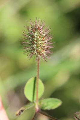 Trèfle de Ligurie Trifolium ligusticum Balb. ex Loisel., 1807