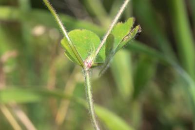 Trèfle de Ligurie Trifolium ligusticum Balb. ex Loisel., 1807