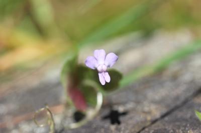 Cymbalaire trilobée Cymbalaria aequitriloba (Viv.) A.Chev., 1937
