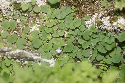 Cymbalaire trilobée Cymbalaria aequitriloba (Viv.) A.Chev., 1937