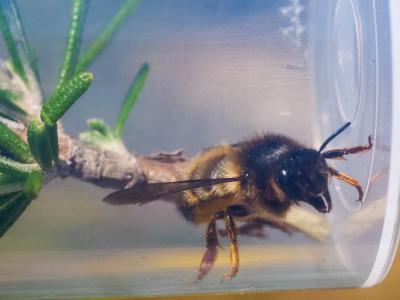  Megachile pyrenaica Lepeletier, 1841
