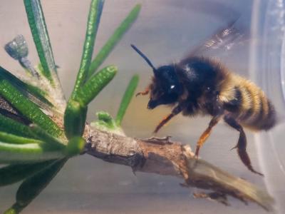  Megachile pyrenaica Lepeletier, 1841