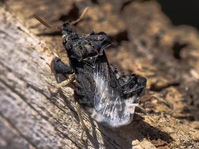  Phymata monstrosa (Fabricius, 1794)