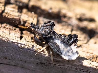  Phymata monstrosa (Fabricius, 1794)