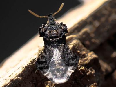  Phymata monstrosa (Fabricius, 1794)