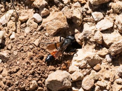  Sphecidae Latreille, 1802