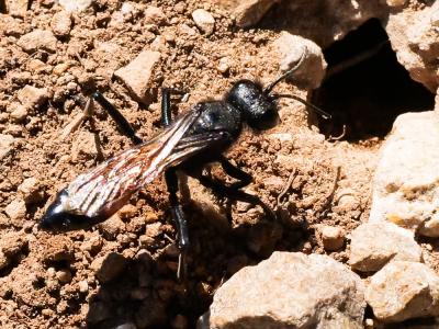  Sphecidae Latreille, 1802