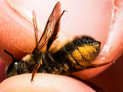  Megachile pyrenaica Lepeletier, 1841