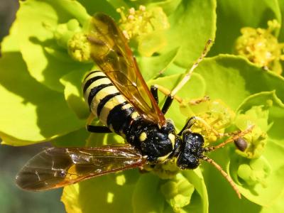  Cephaledo meridiana (Audinet-Serville, 1823)