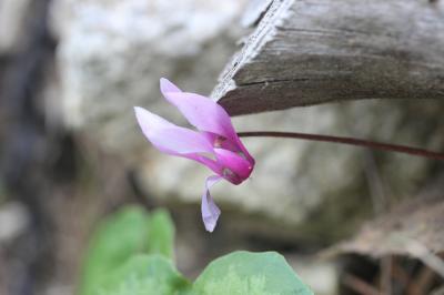 Cyclamen étalé, Cyclamen du printemps Cyclamen repandum Sm., 1806