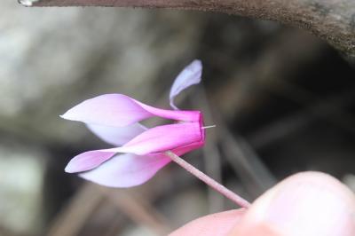 Cyclamen étalé, Cyclamen du printemps Cyclamen repandum Sm., 1806
